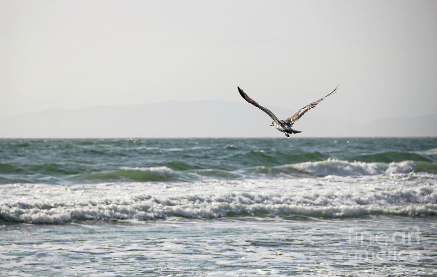 Sea Gull Along California Coast Photograph by Earl Johnson