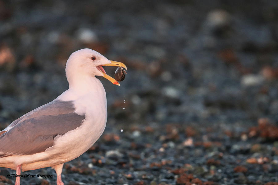 Sea Gull and The Pebble Photograph by Tahmina Watson