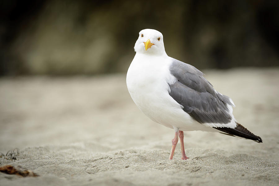 Sea Gull Bird Photograph by Mike Fusaro