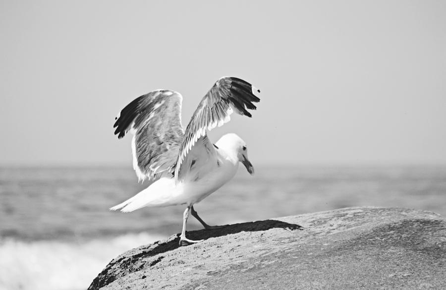 Sea Gull Black and White Photograph by Gaby Ethington