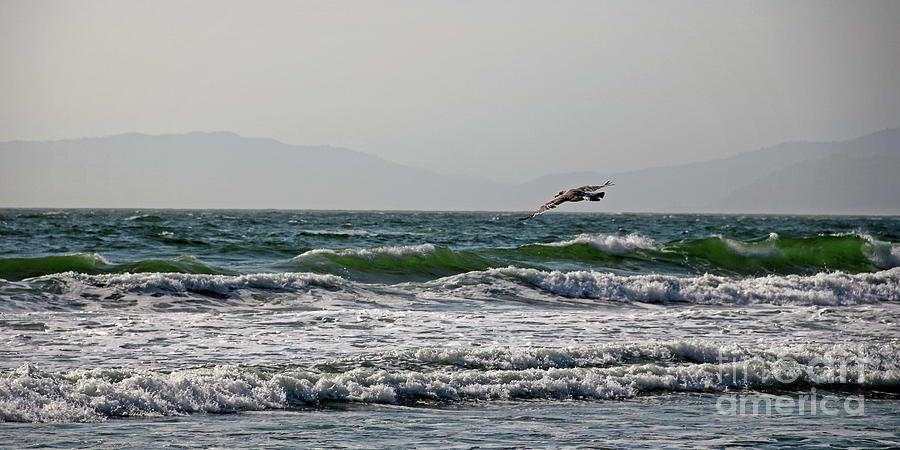 Sea Gull in Full Flight Photograph by Earl Johnson