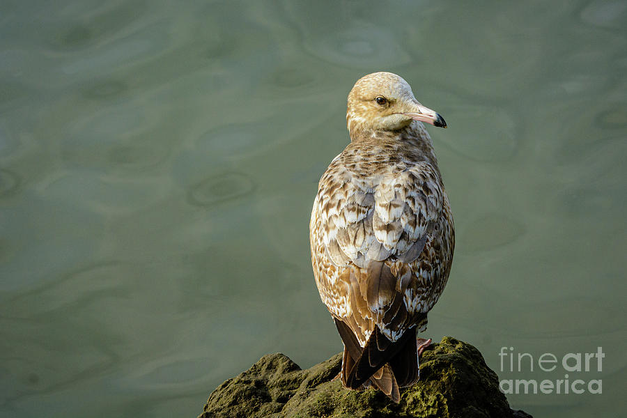 Sea Gull on a Rock Photograph by Daniel Ryan