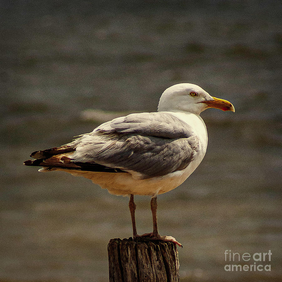 Sea Gull On Post Photograph
