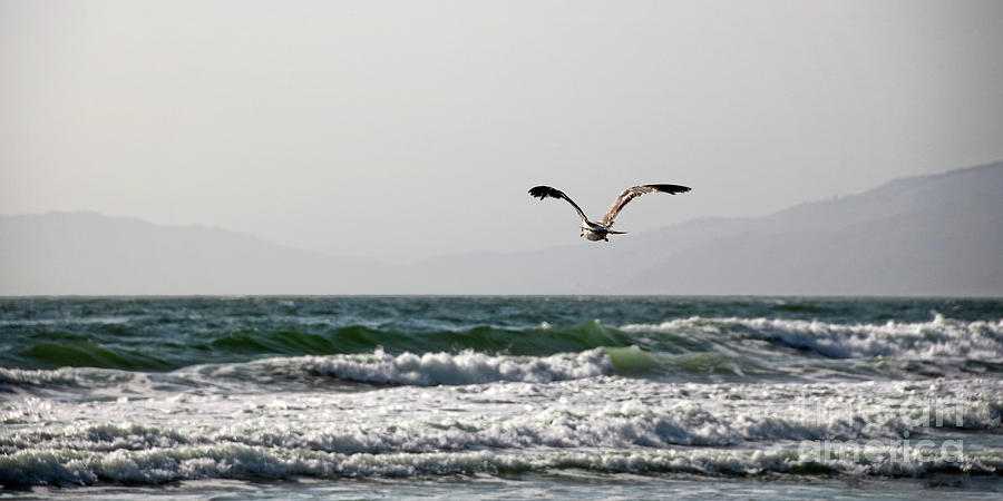 Sea Gull Over Golden Gate Strait Photograph by Earl Johnson