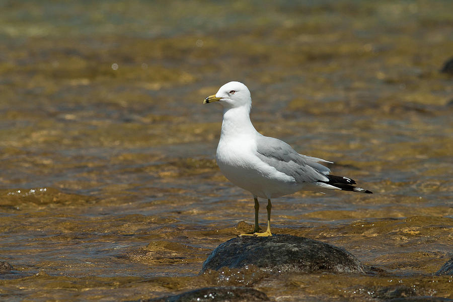 Sea Gull Resting on the Rock Photograph by Rich S