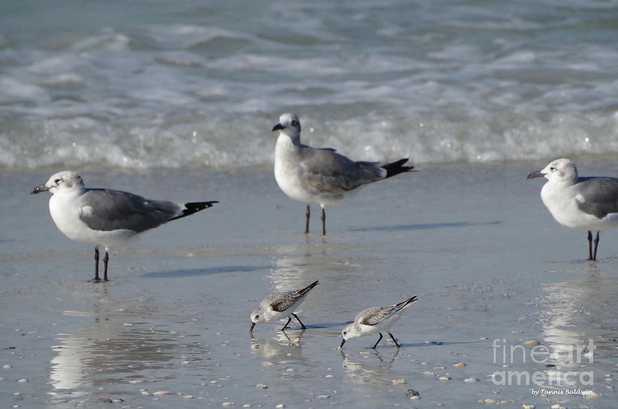 Bird Photograph - Sea Gulls and Pipers by Tannis Baldwin