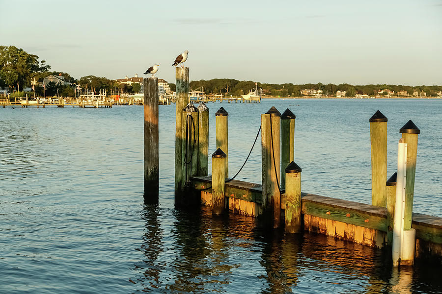 Sea Gulls in Pt. Pleasant Photograph by Kathleen McGinley