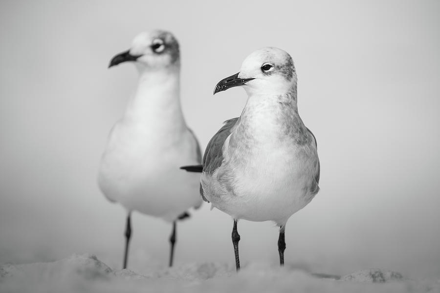 Sea Gulls In Sand Black And White Photograph