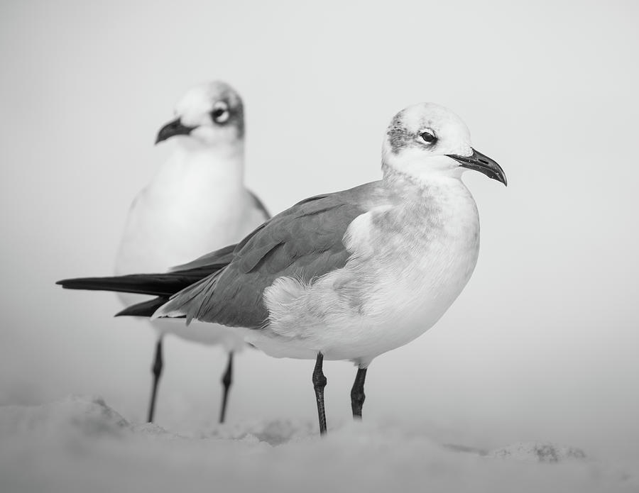 Sea Gulls In Sand Florida Black And White Photograph by Jordan Hill