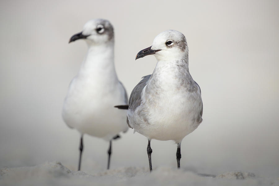 Sea Gulls in Sand Photograph by Jordan Hill