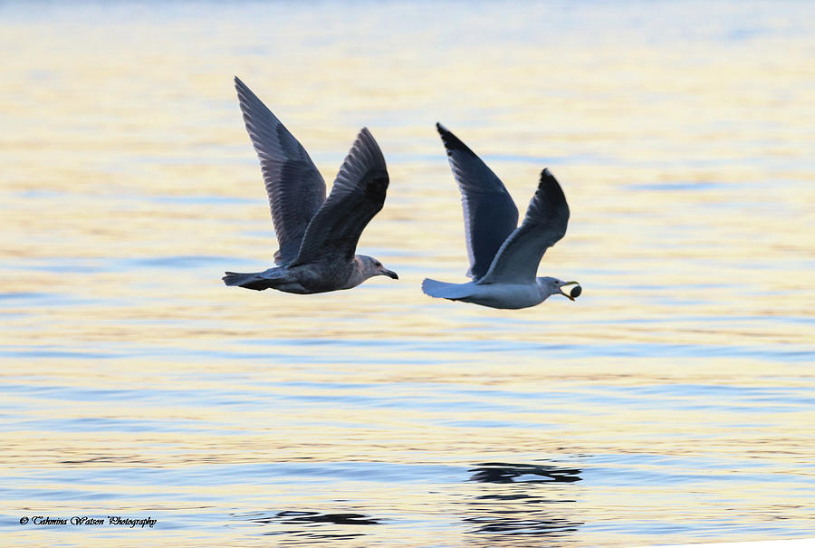 Sea Gulls Photograph by Tahmina Watson