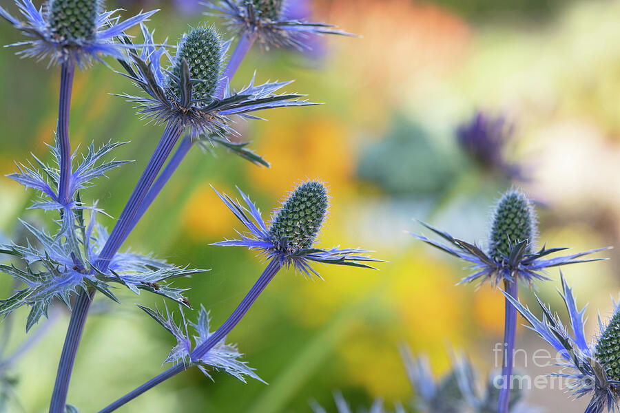 Sea Holly in Summer Photograph by Tim Gainey Sea Holly in Summer Photograph by Tim Gainey