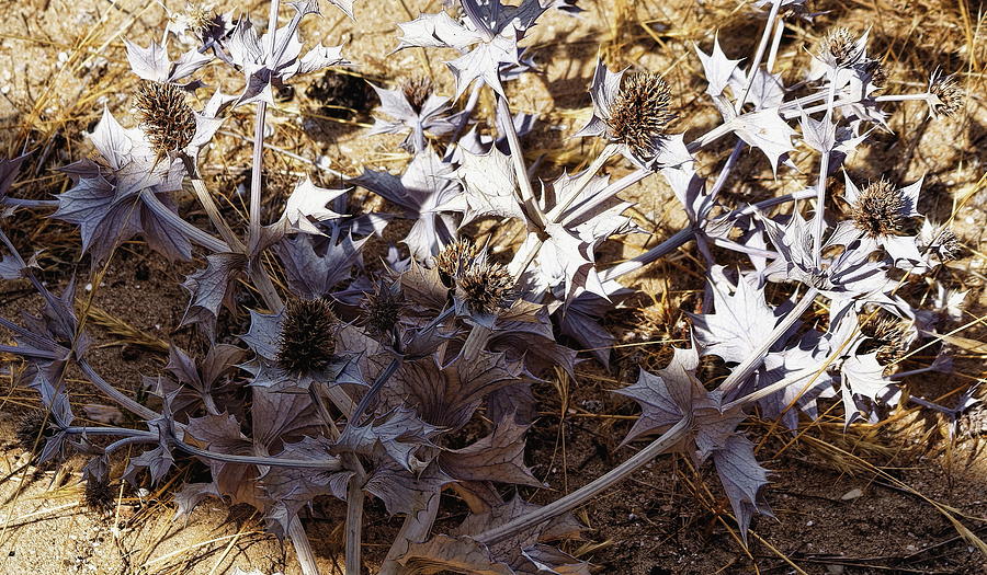 Sea Holly silver Photograph by Jeff Townsend