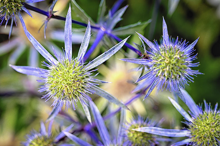 Sea Holly Photograph by Steven Nelson