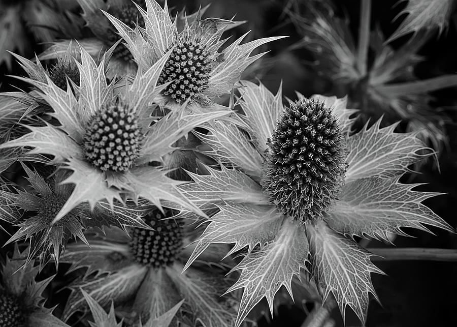 Sea Holly Thistle  Photograph by Shirley Mitchell