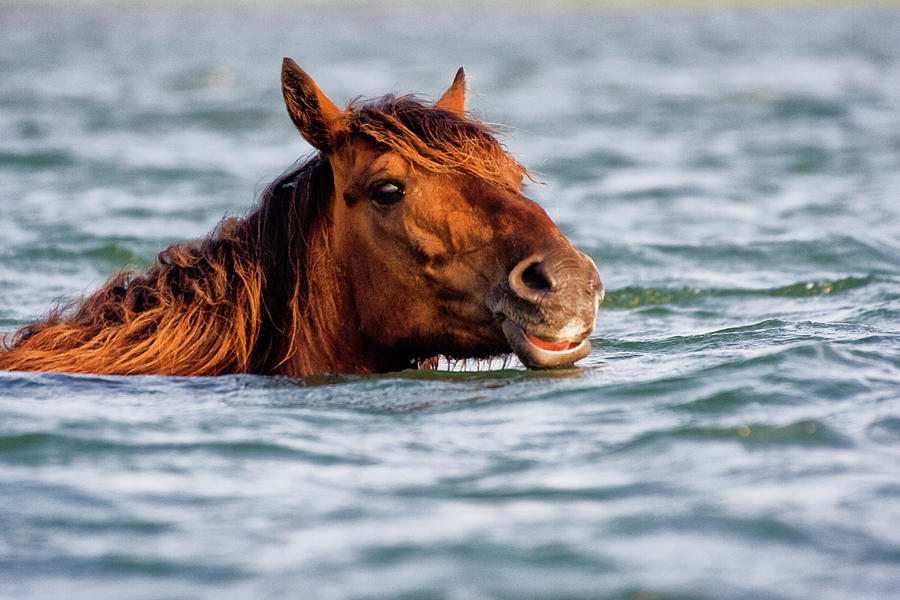 Sea Horse Photograph by Bob Decker