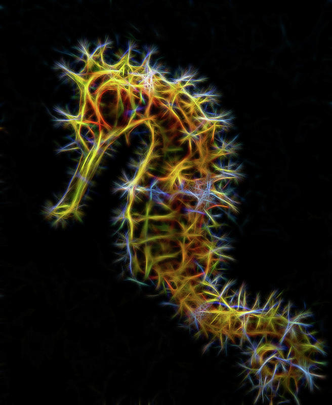 Sea Horse Fractalized Digital Art by Gary Hughes