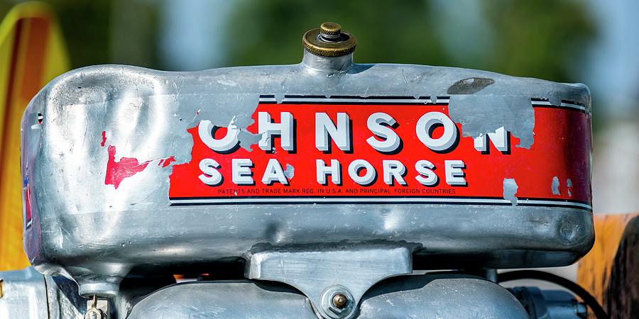 Sea Horse Photograph