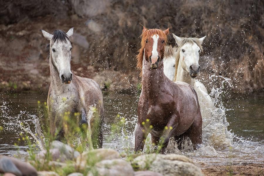 Sea Horses Photograph by Sandy Sisti