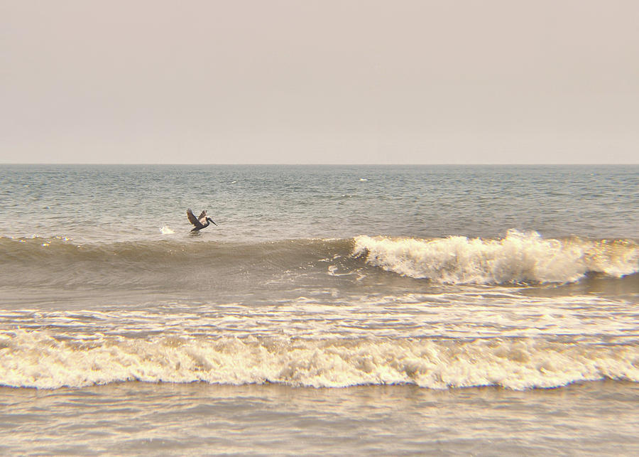 Bird Photograph - Sea Landing by Jamart Photography