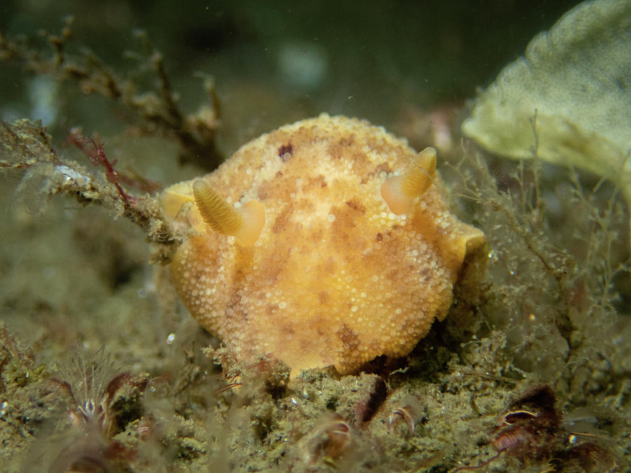 Sea lemon nudibranch Photograph by Brian Weber