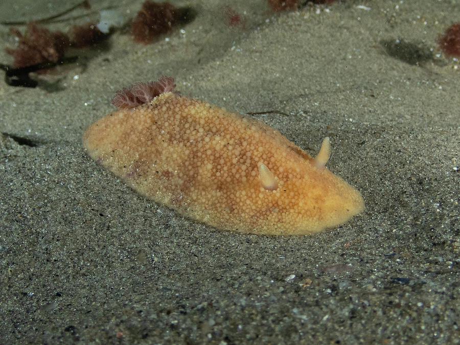 Sea lemon nudibranch in the sand Photograph by Brian Weber