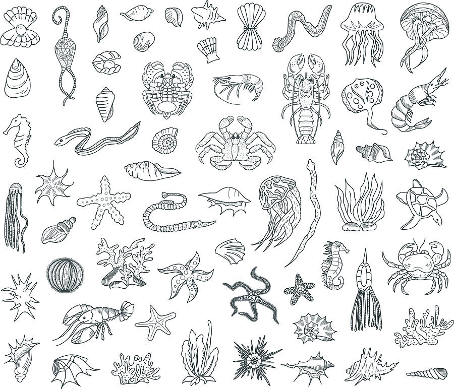 Sea Life Doodles Set Drawing by Magnilion