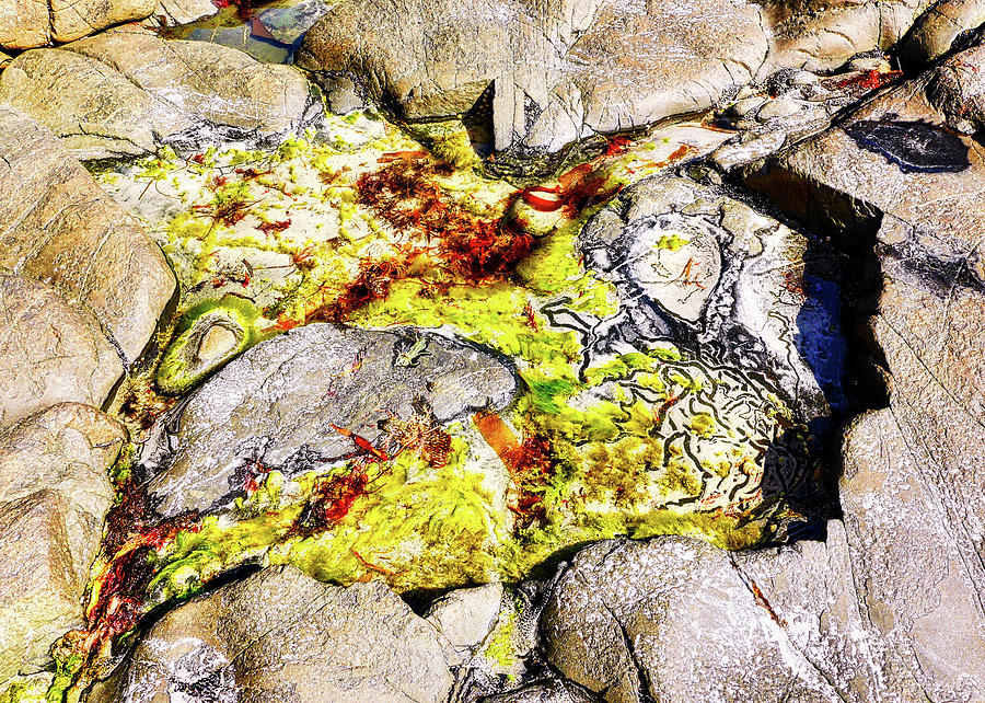 Sea Life in the Rocks Photograph by Lexa Harpell