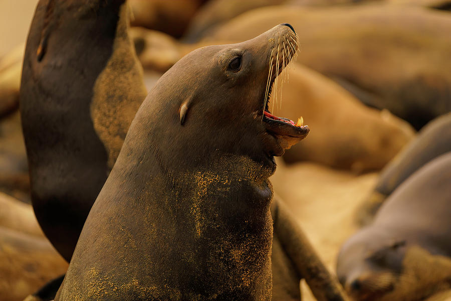 Sea Lion Barks Loudly Photograph by Lindsay Thomson