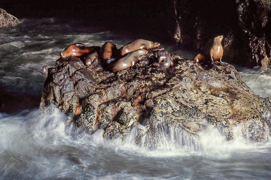 Sea Lion Cave Photograph By Bedford Chandler Fine Art America   Sea Lion Cave Bedford Chandler 