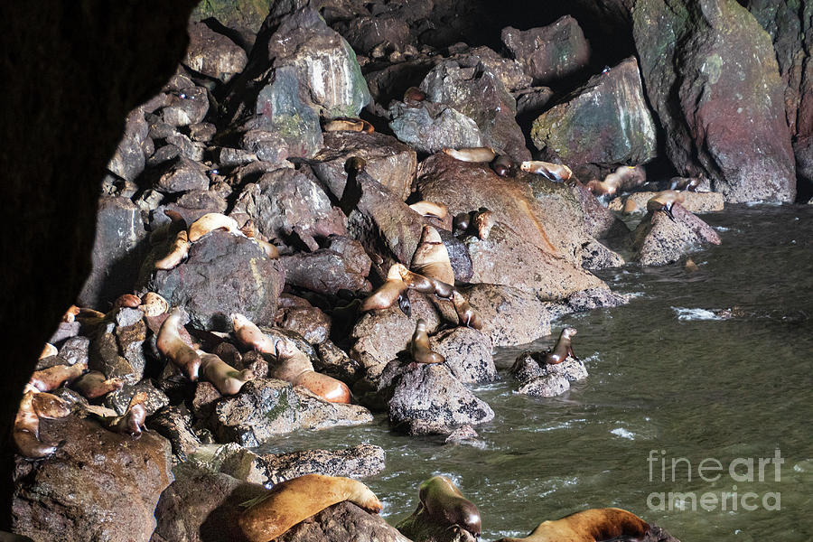 Sea Lion Caves Photograph By Grace Grogan Fine Art America   Sea Lion Caves Grace Grogan 