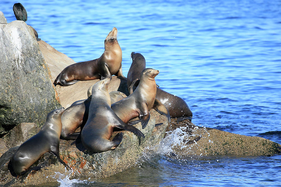 Sea Lion Coast Photograph