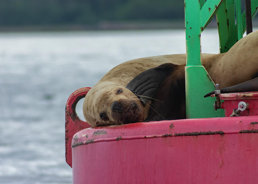 Sea Lion Photograph by Darian Ryan - Pixels