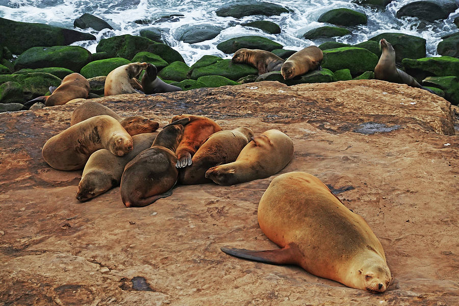 Sea Lion hanging with a pile of seals in La Jolla Ellen Browning Scripps Park Photograph by Toby McGuire