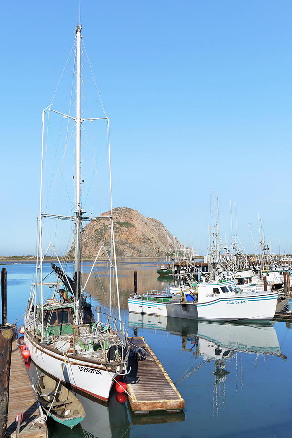 Sea Lion Lounging Beside the Longfin in Morro Bay Basin  Photograph by Kathleen Bishop