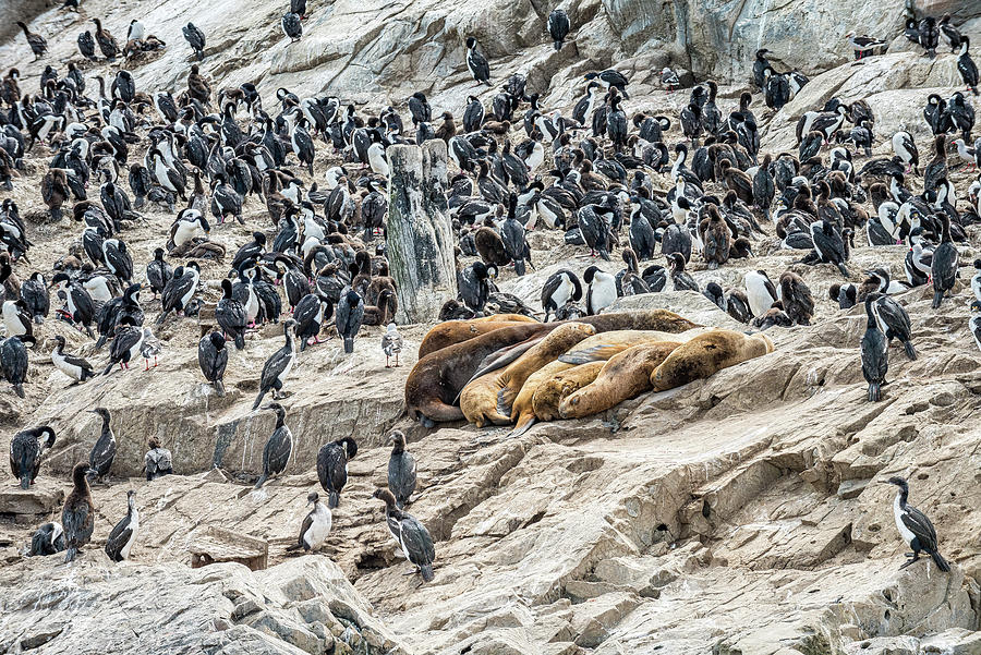 Cormorant Birds Photograph - Sea Lion Nap by Marla Brown