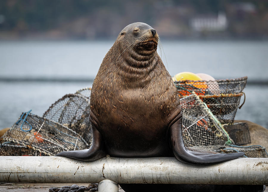 Sea Lion on Dock Photograph by Bill Cubitt