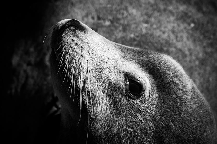 Sea Lion Profile in Black and White Photograph by Bonny Puckett