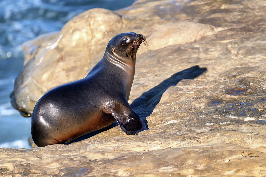 Mammal Photograph - Sea Lion Pup by Jim Thompson Mammal Photograph - Sea Lion Pup by Jim Thompson