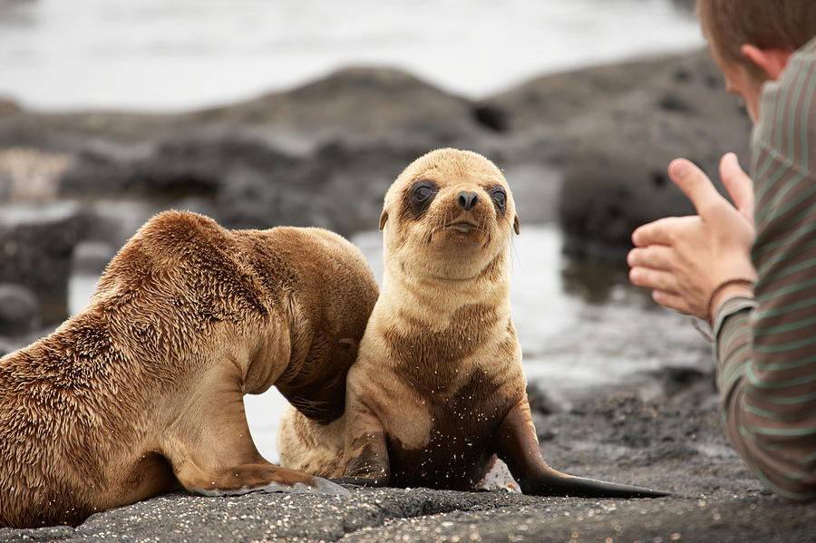 Sea lion pups on Galapagos Islands Photograph by Tirc83