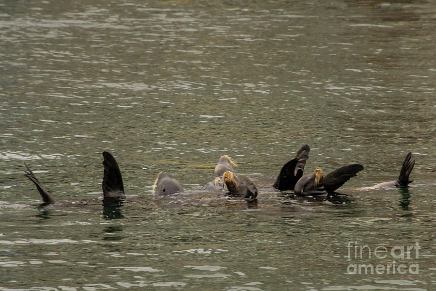 Nature Photograph - Sea Lion Raft in Downtown Seattle at the Ferry Dock by Nancy Gleason