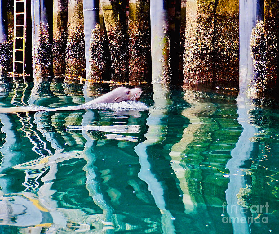 Sea Lion Reflections Photograph by Michael Cinnamond