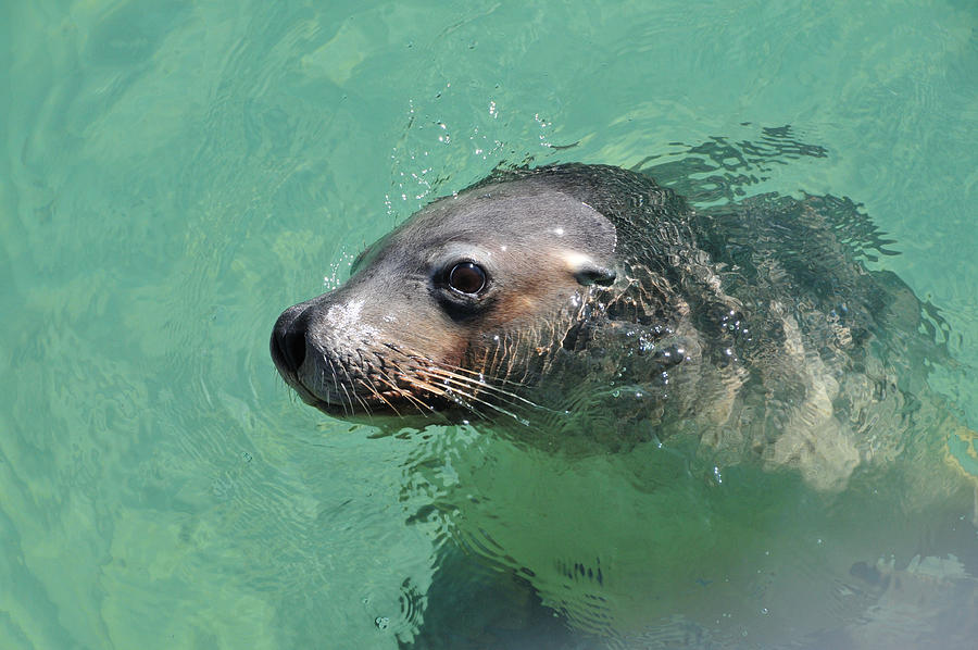 Sea Lion Photograph by Robert Libby