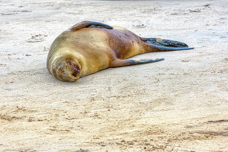 Sea Lion sleeping Photograph by Donald Lanham - Pixels