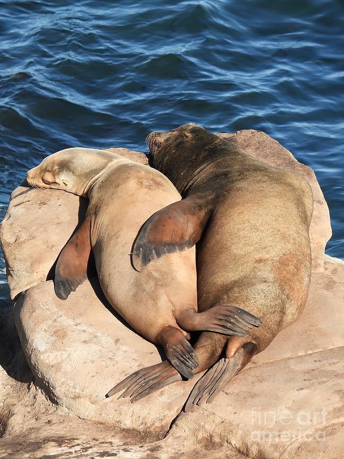 Sea Lion Snuggle Photograph by Beth Myer Photography