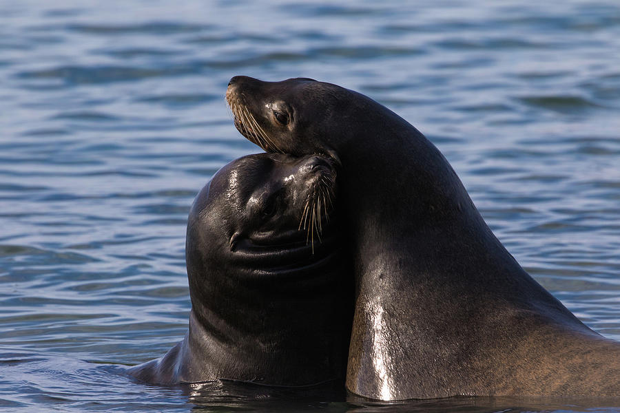 Sea Lion snuggles Photograph by Michelle Pennell