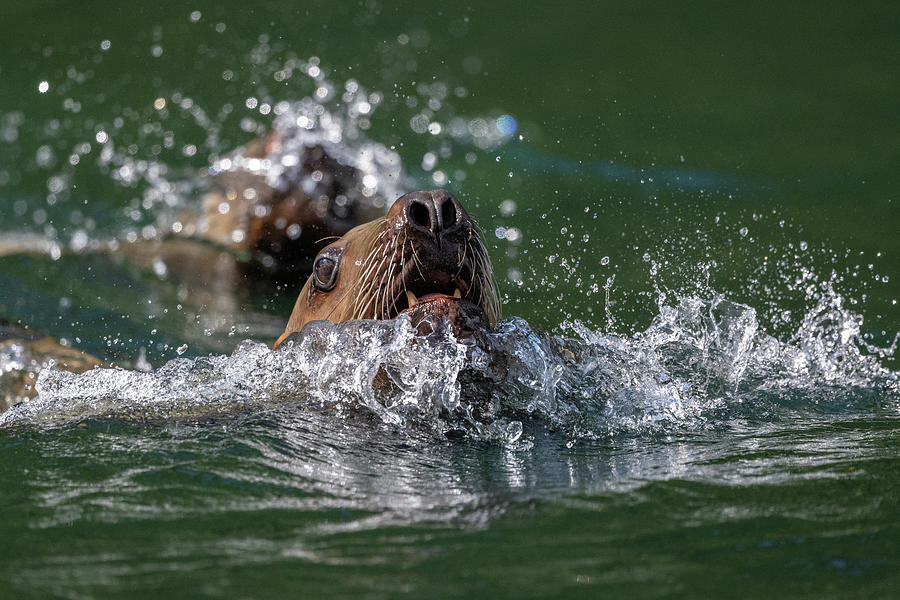 Sea Lion Swimming Photograph by Bill Cubitt