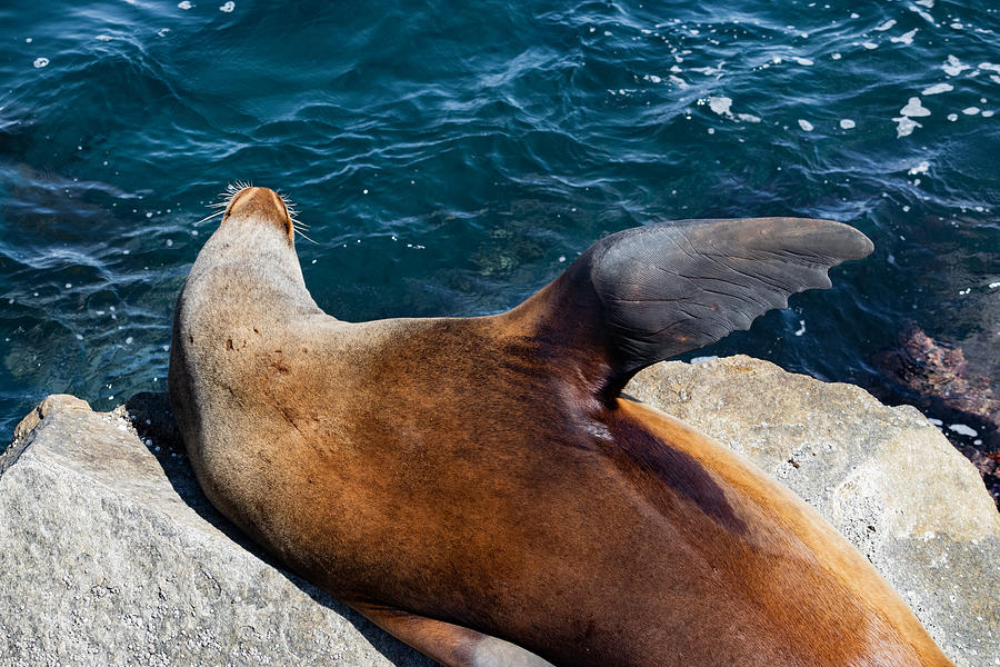 Sea Lion Waving Photograph by Bonny Puckett