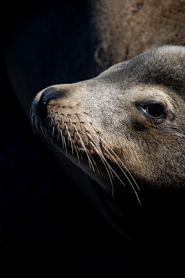 Sea Lion Whiskers in Profile Photograph by Bonny Puckett
