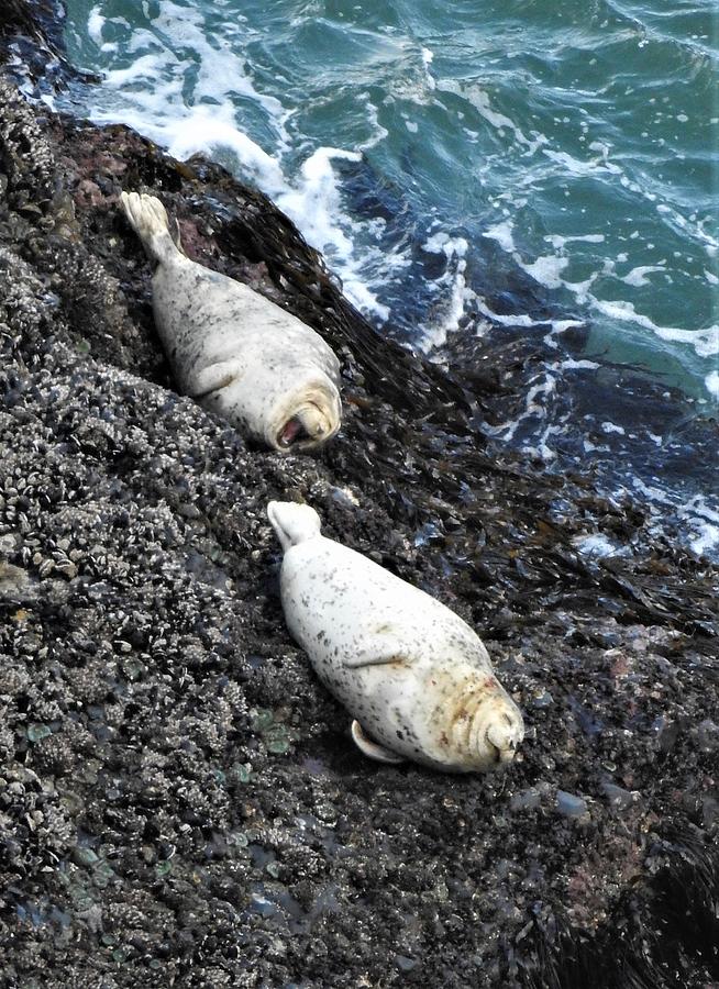 Sea Lions 3 Photograph by Sandra Peery - Fine Art America